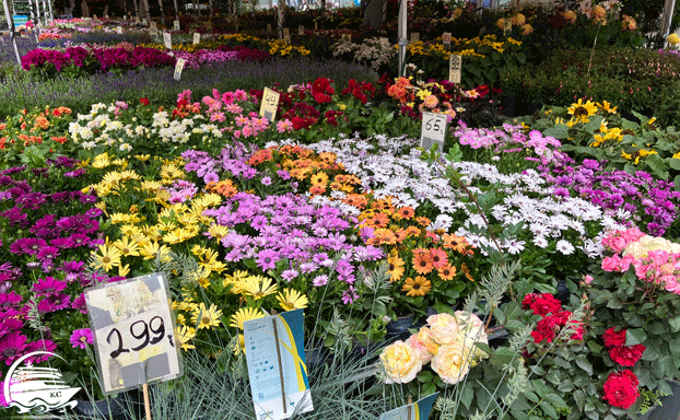 Oslo auf eigene Faust - Blumenmarkt Oslo