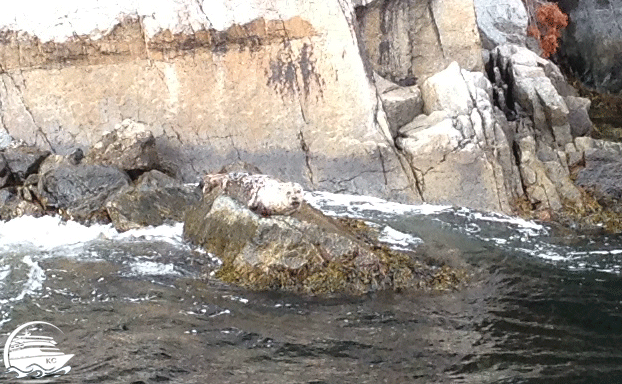 Bootsfahrt auf dem Lyseford - Seehund Stavanger auf eigene Faust - Bootsfahrt auf dem Lyseford - Seehund