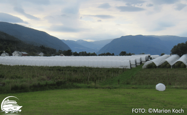 Gewächshäuser Ausflugstipps Vik - Gewächshäuser