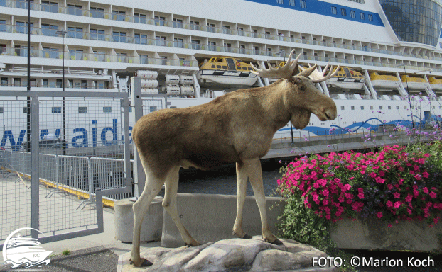 Das Fotomodel "Elch" ist vor dem Schiff zu Hause Ausflugstipps Kristiansand - Der Elch