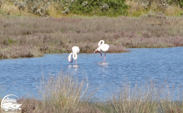 Cagliari Sehenswürdigkeiten - Flamingos