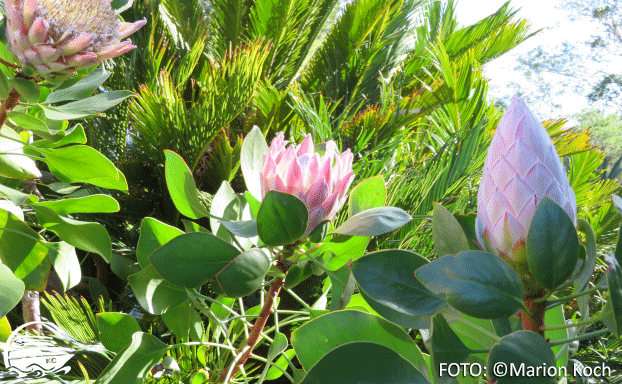 La Gomera Sehenswürdigkeiten - Botanischer Garten am Besucherzentrum 