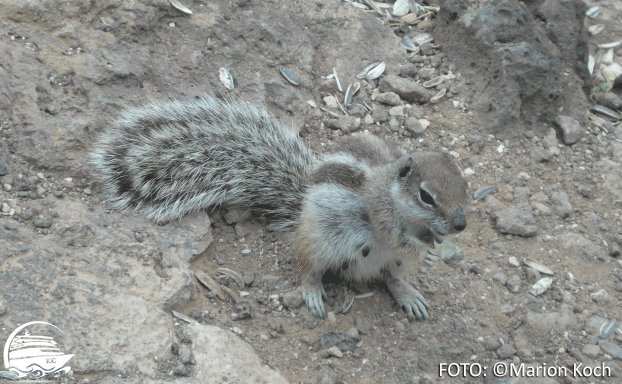 Fuerteventura Sehenswürdigkeiten - Atlashörnchen