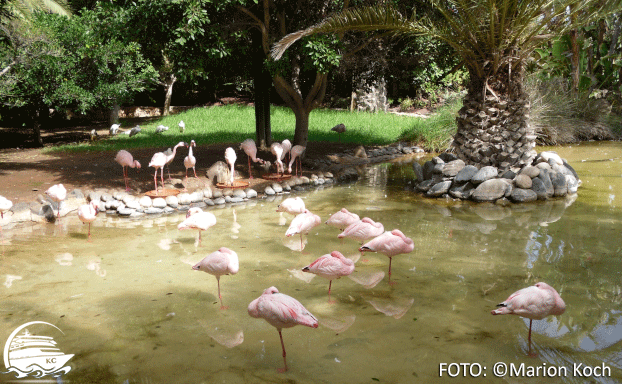 Fuerteventura Sehenswürdigkeiten - Flamingos im Oasis Wildlife Park