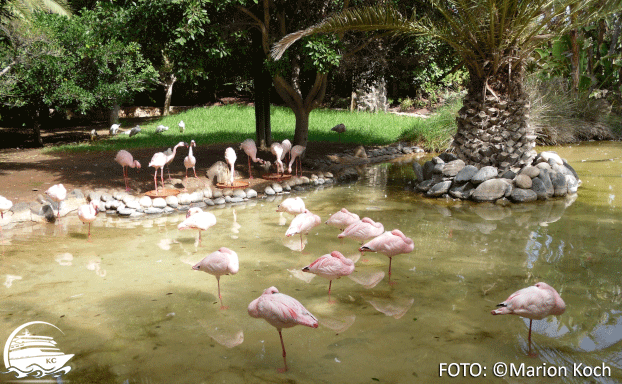 Flamingos im Oasis Wildlife Park Fuerteventura Sehenswürdigkeiten - Flamingos im Oasis Wildlife Park