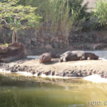 cr marion koch ausflugstipps fuerteventura oasis wildlife park nilpferd 622px