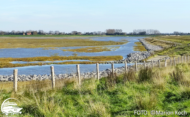 Ausflugstipps Zeebrügge - Salzwiesen