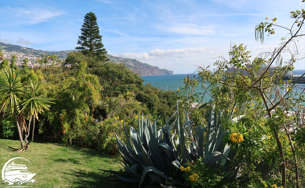 Madeira Sehenswürdigkeiten - Funchal - Pflanzen und Bäume im Santa Catarina Park