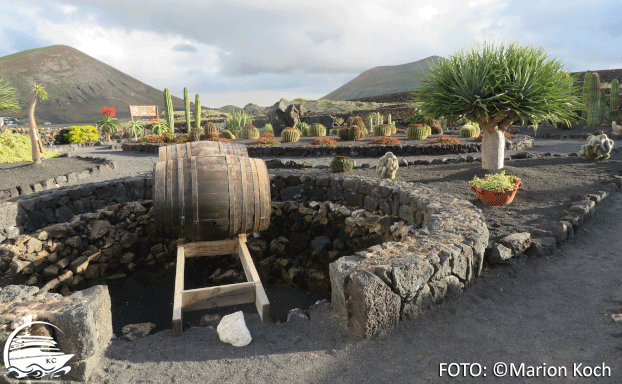 Ausflugstipps Lanzarote - Kakteengarten im Weingut El Grifo