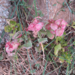 cr marion koch ausflugstipps lanzarote vegetation 622px