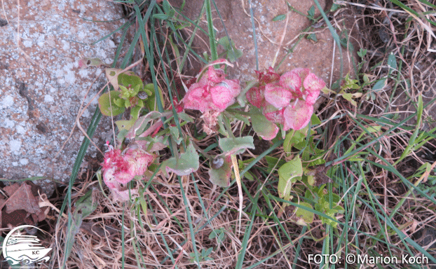 Ausflugstipps Lanzarote - Vegetation in der Einöde