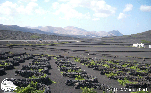 Ausflugstipps Lanzarote - Weinanbaugebiet La Geria