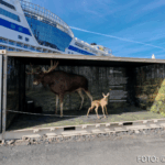 Bildnachweis 573 cr marion koch ausflugstipps kristiansand elch 622px