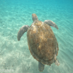Turtle-Snorkel auf Curacao 02