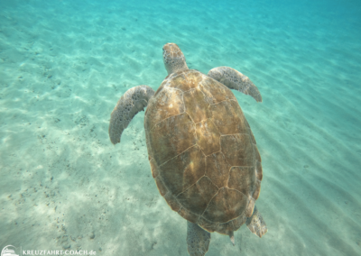 Turtle-Snorkel auf Curacao 02