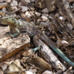 Wildlife auf Cuaracao