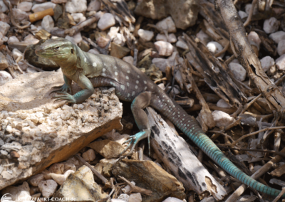 Wildlife auf Cuaracao