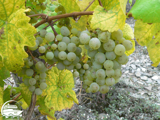 Weintrauben bei Bernkastel Kues FOTO: ©Monika Gask